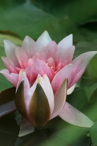 美丽荷花高清图片