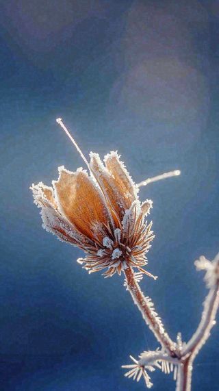 冬天白霜覆盖的植物立冬霜降小雪大雪冬至摄影图