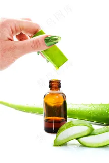 新鲜的芦荟高清图片