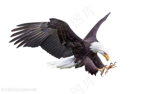 高清雄鹰素材