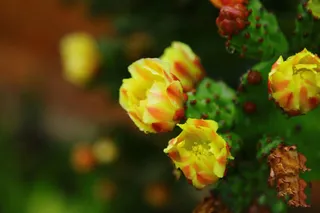 仙人掌开花图片