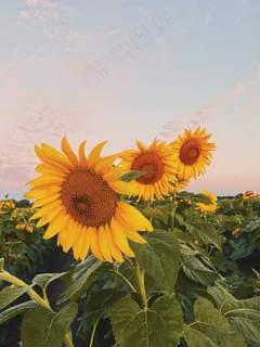 向阳而生的向日葵图片 向阳而生的向日葵图片