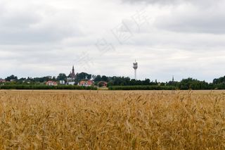 小麦成熟景观图片