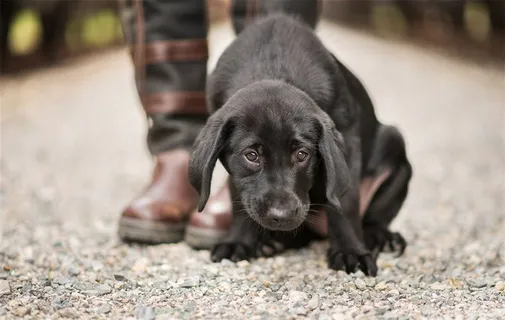 主人脚边趴在的狗狗图片
