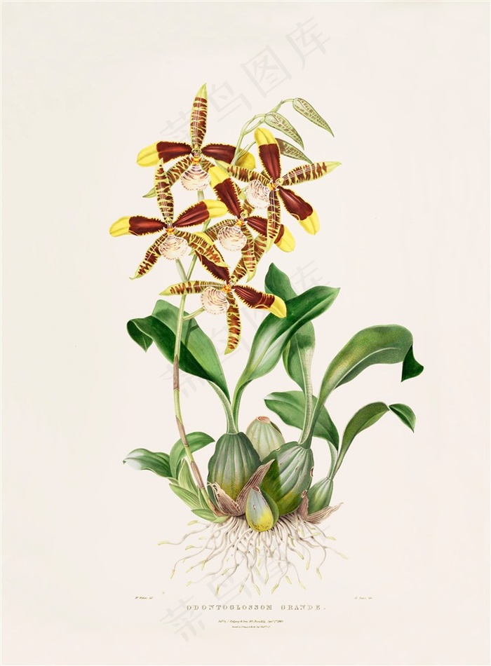 高清兰花彩绘插画图片