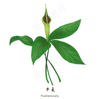 手绘草本中药药材半夏