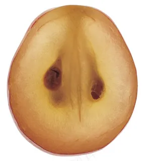 苹果素材图片 苹果素材图片