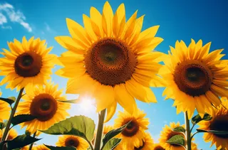 向日葵花海摄影图