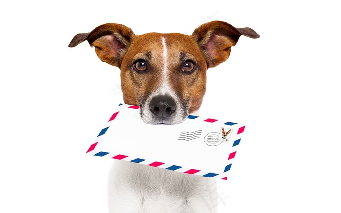 可爱搞怪狗狗杰克拉西尔梗犬素材图片