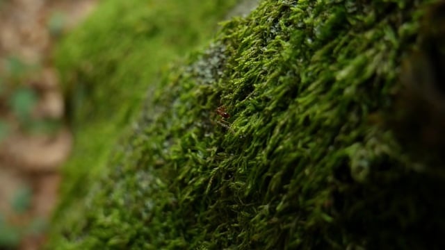 蚂蚁, 宏, 森林, 苔藓, 关闭, 自然, 昆虫