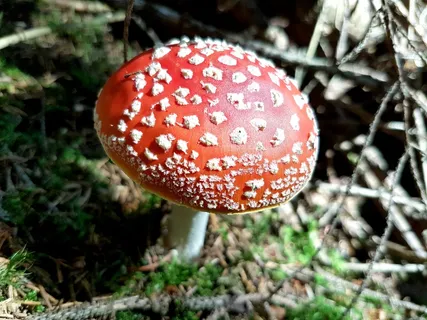 飞木耳野生红蘑菇图片 飞木耳野生红蘑菇图片