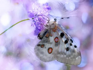 唯美阿波罗绢蝶图片