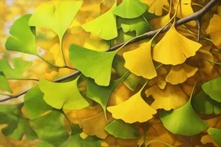 秋天银杏叶背景