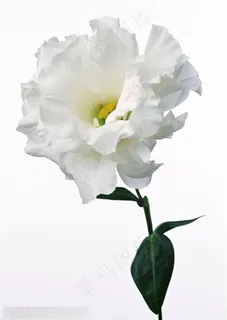 花卉物语-康乃馨的正面 花卉物语-康乃馨的正面