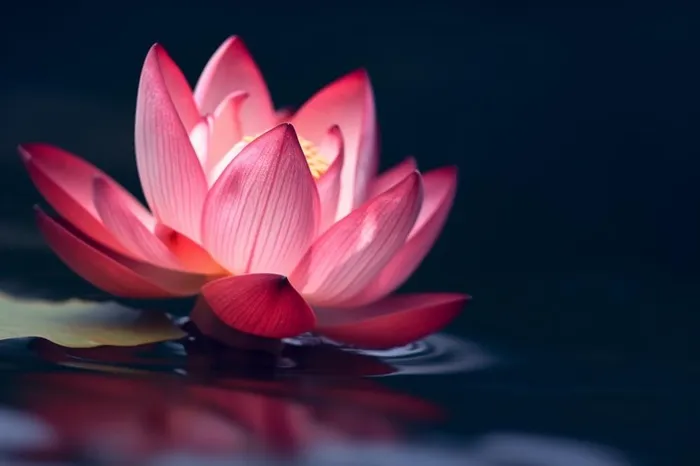 粉色唯美莲花大气背景(1344x896)