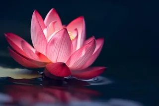 粉色唯美莲花大气背景