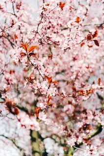 樱花美景图片 樱花美景图片