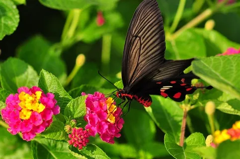 美丽蝴蝶玉带凤蝶摄影素材