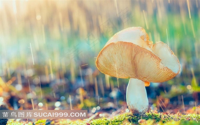 自然雨中的蘑菇蔬菜图片