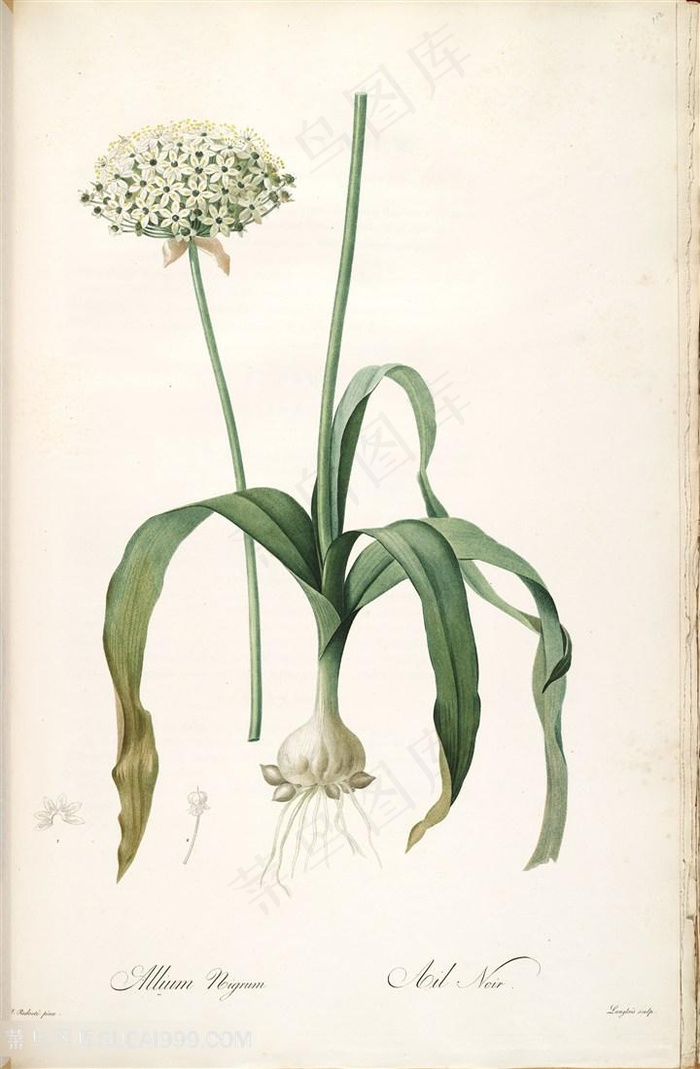 雷杜德原版高清花草唯美植物装饰画插画