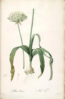 雷杜德原版高清花草唯美植物装饰画插画 雷杜德原版高清花草唯美植物装饰画插画