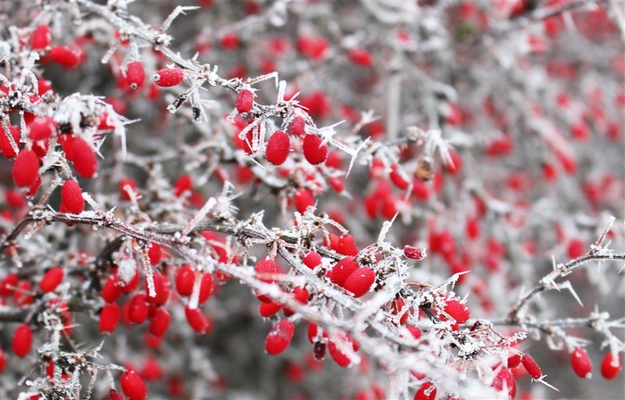 冬日冻结的红浆果自然 绿色 果 健康