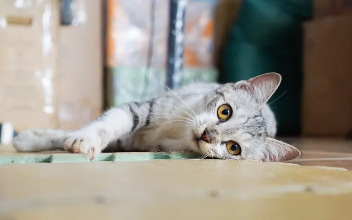可爱猫咪猫猫摄影素材
