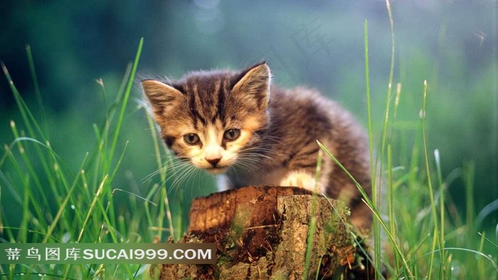 树桩上的小猫和绿草