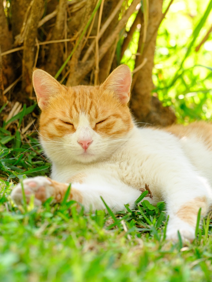 可爱猫咪猫猫摄影素材