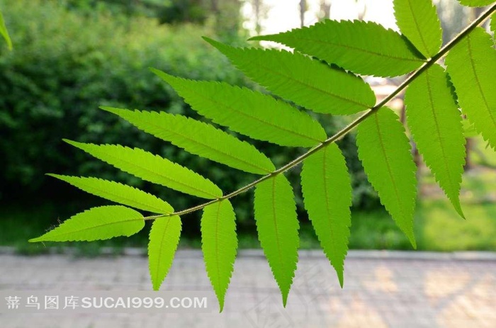 树枝上盛开的绿叶