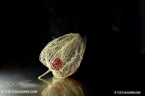 高清唯美枯花标本图片