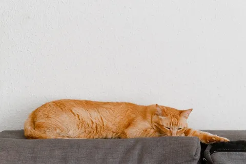 可爱猫咪猫猫摄影素材