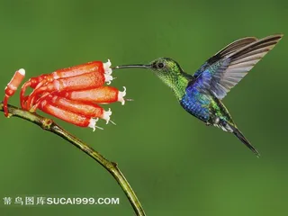 蜂鸟鲜花素材
