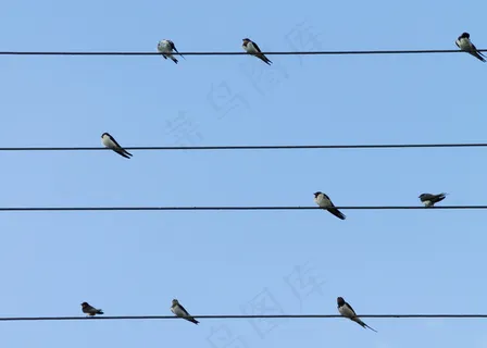 电线上的鸟图片 电线上的鸟图片