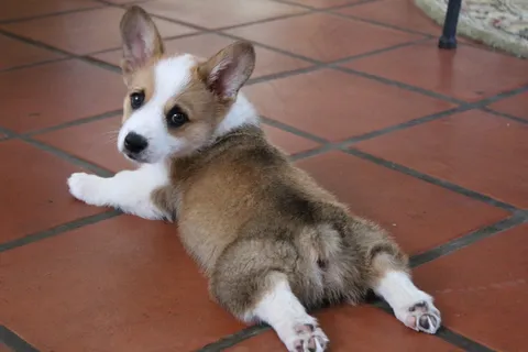 柯基犬可爱图片 柯基犬可爱图片