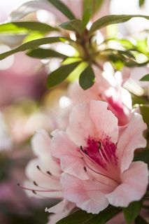 粉红色的漂亮花朵