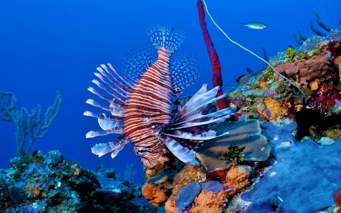 海下鱼类 