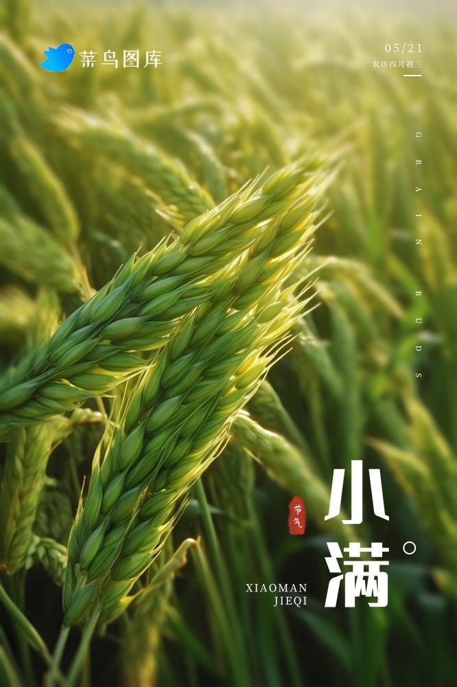 小满节气简约小麦海报