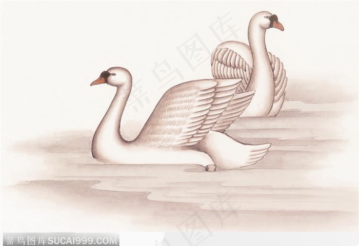 工笔画—天鹅图