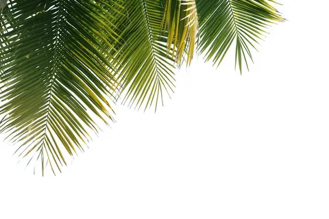 棕树叶免扣png电商素材