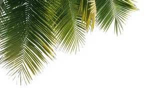 棕树叶免扣png电商素材