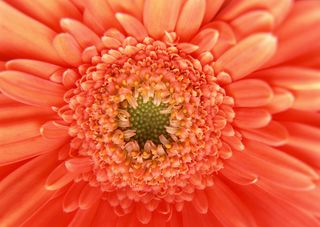 花朵红色的花心