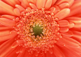 花朵红色的花心