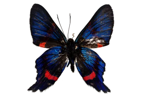 蝴蝶 彩蝶 花蝴蝶 动物 昆虫 免抠