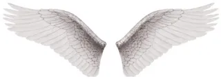 白色天使的翅膀 PNG免抠