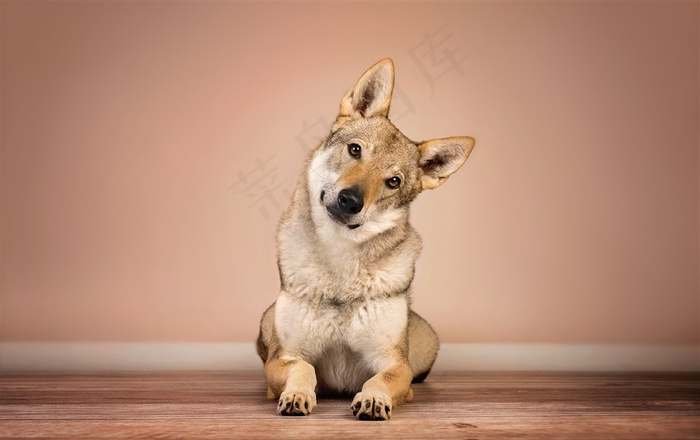 可爱歪头柴犬狗狗图片