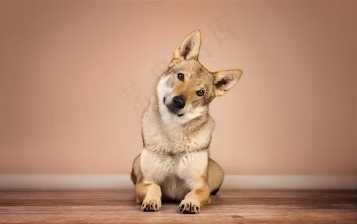可爱歪头柴犬狗狗图片