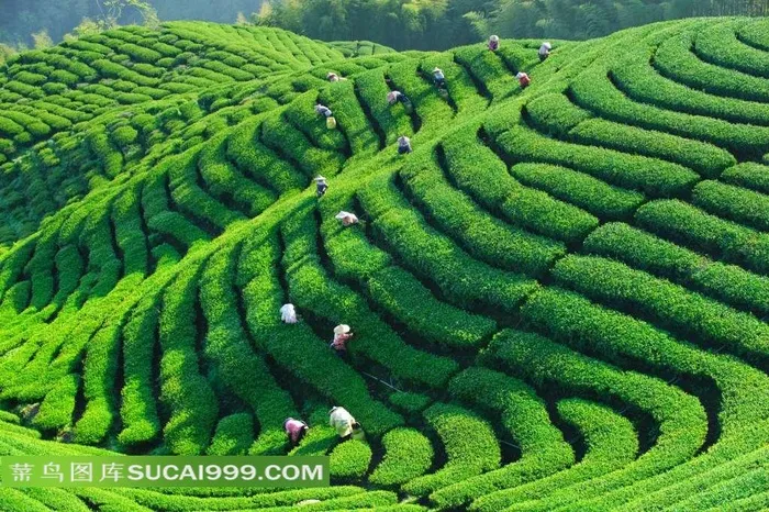 高清茶叶种植园