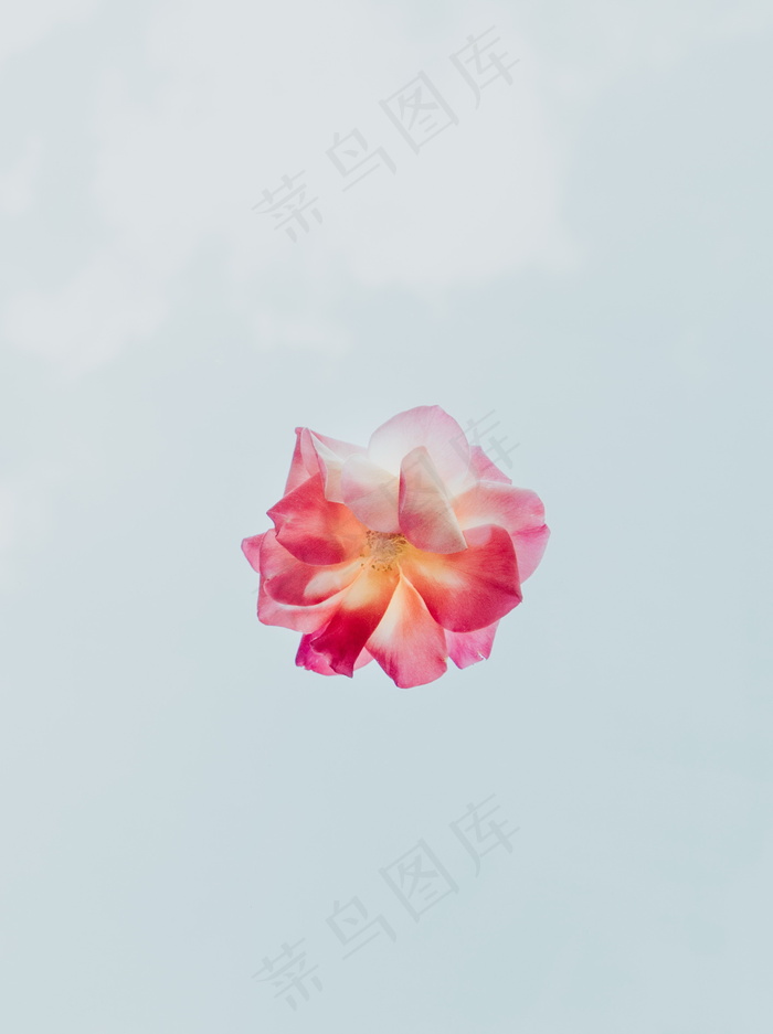 粉色花朵手机背景图片