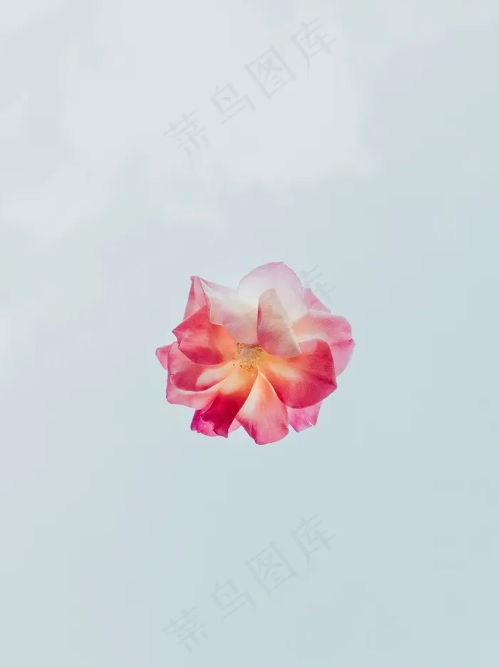 粉色花朵手机背景图片